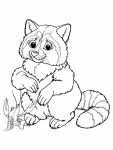Racoon