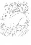 Hare