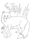 Vulpes