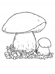 Steinsopp