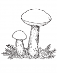 Brunskrubb