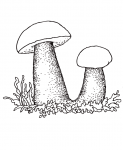 Rødskrubb