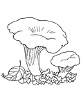 Kantarell