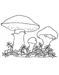 Suillus