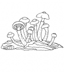 Armillaria