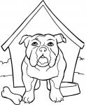 Engelsk bulldog