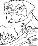 Hund