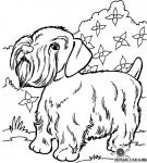 Hund