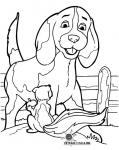 Hund
