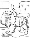 Hund