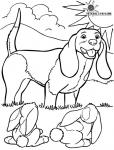 Basset hound