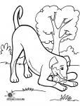 Hund