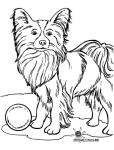 Hund