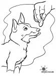 Hund
