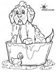Hund