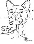Hund