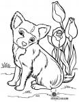 Hund