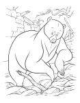 Bære