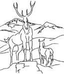 Hjortedyr